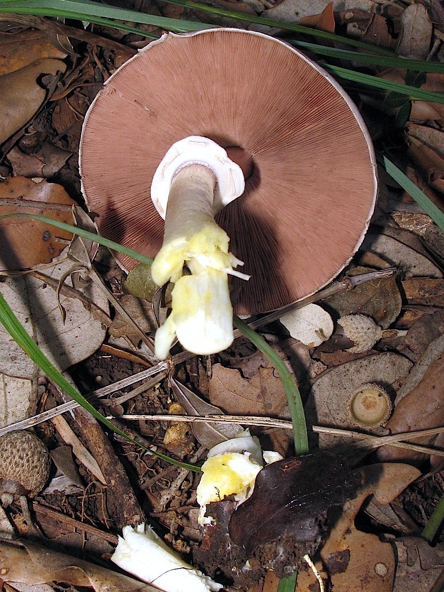 Agaricus moelleri  Wasser